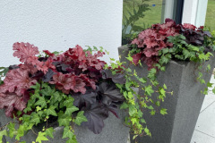 Fleurs-ID-1