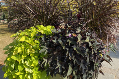 Fleurs-ID-2